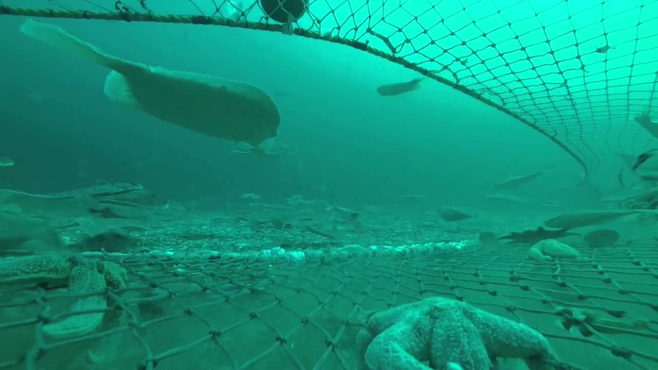 Flyndresnurrevad - Del 1