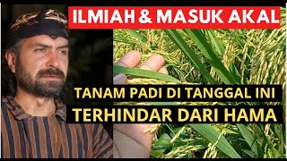 JANGAN ASAL PILIH HARI TANAM, GUNAKAN CARA INI, PADI TUMBUH SUBUR TERHINDAR DARI SERANGAN HAMA