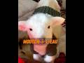 Ce petit agneau est si intelligent et mignon ! #animal #animaux