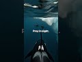 Camera found on an orca 🐋
