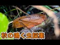 [秋の昆虫採集]クツワムシやスズムシが鳴いてる草原で昆虫採集