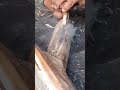 fire plow fire plank wood branch #firemaking #survivalfire#primitivefire
