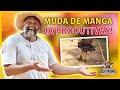 TÉCNICA para produzir MUDAS RÁPIDO 