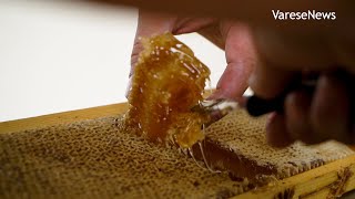 Miele in favo, così si assaggia "direttamente" dall'arnia | UN ANNO CON LE API