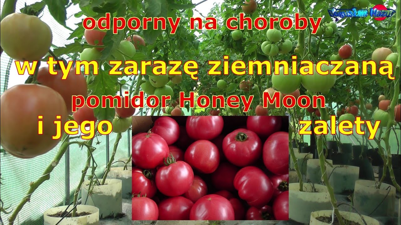 odporny na zarazę ziemniaczaną pomidor i inne jego zalety