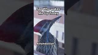See Who Wakes Me Up Today😍 Alhamdulillah ❤️❤️|シ Resimi