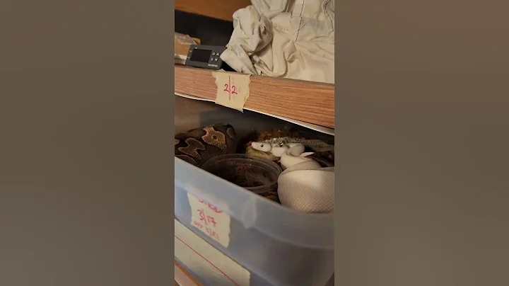 Breeding Ball Pythons 🐍