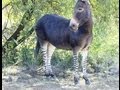 Donkey And Zebra Love. Meet the Zonkey.