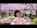 【宝塚】桜満開の"はなのみち"を歩いたら研1生がゾロゾロ出てきた！