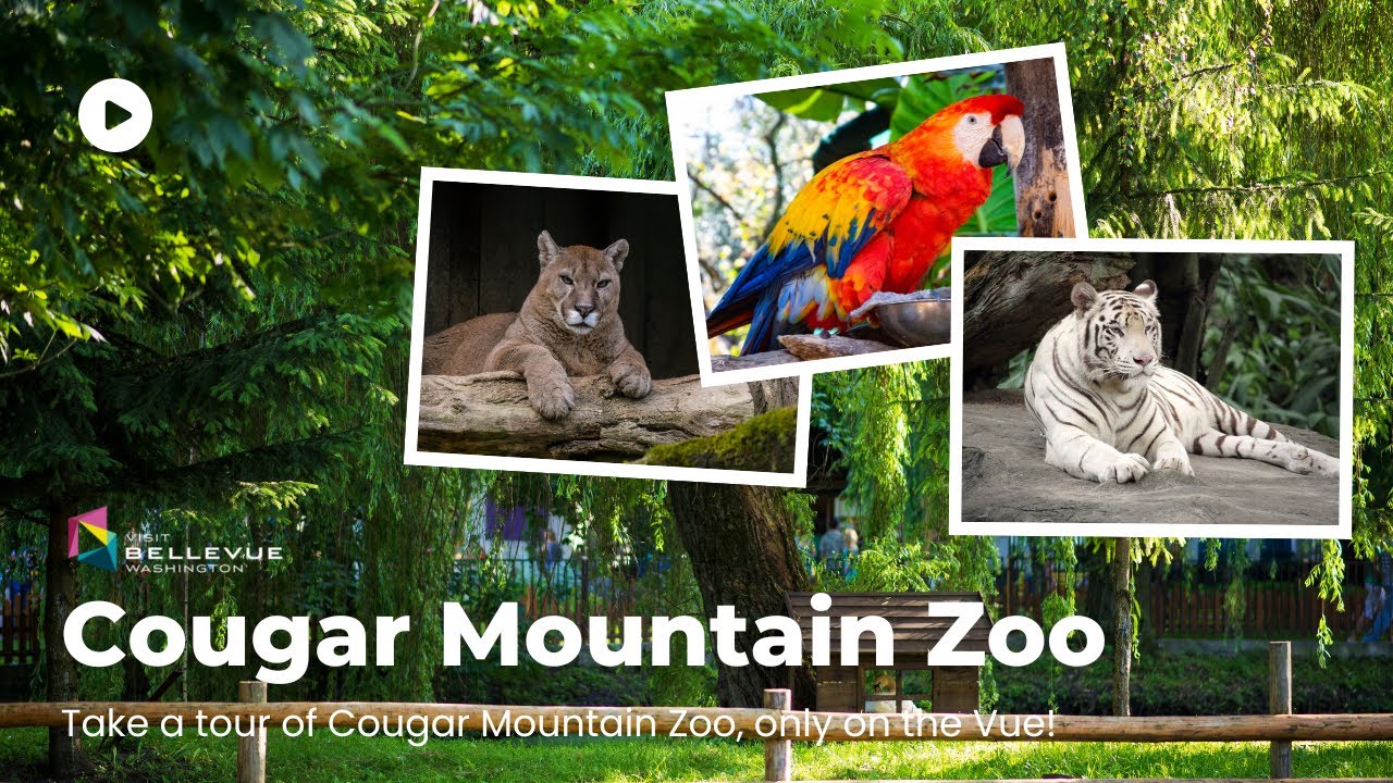 Fun Things To Do In Bellevue Exploring Cougar Mountain Zoo Youtube