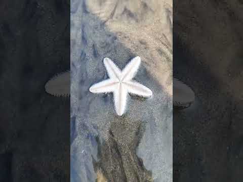 starfish video with song WhatsApp status - starfish - beach beauty