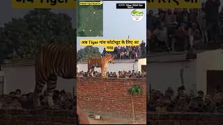 Tiger Rescue from Atkoniya Village, Pilibhit Tiger Reserve #viral #trending #shorts