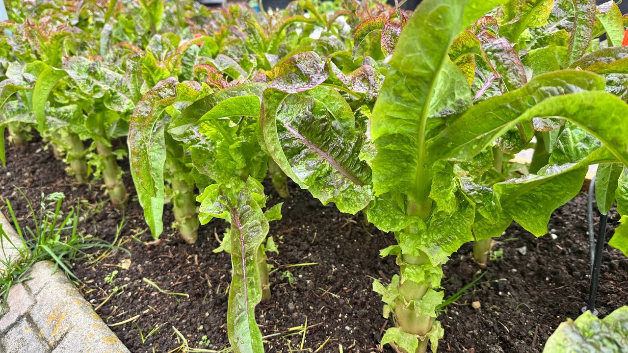 Hái Cải Thìa, lá rau Tiến Vua tươi ngon, cách trồng Sâm Đất nhiều củ ở xứ lạnh 🇨🇦2026》Vườn Rau Việt