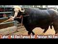 'Lahori' Nili Ravi Bull 1st time on channel Pakistani blood line nili ravi bull good record  Bull