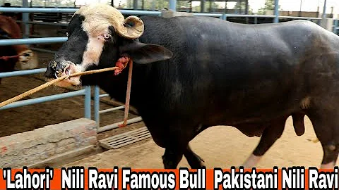 'Lahori' Nili Ravi Bull 1st time on channel Pakist...