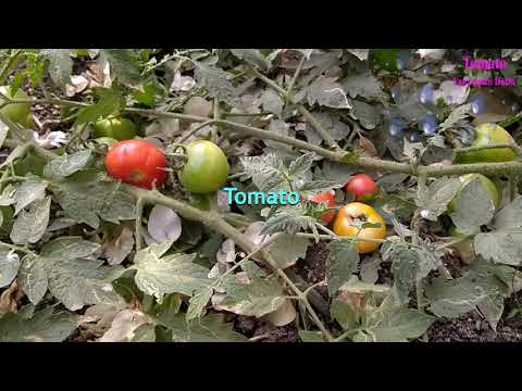 टमाटर खाने के गुण फायदे और नुकसान/Benefits of tomatoes/11 Benefits of Tomato टमाटर के फायदे