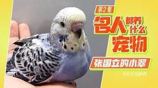 全面講解虎皮鸚鵡的飼養優缺點