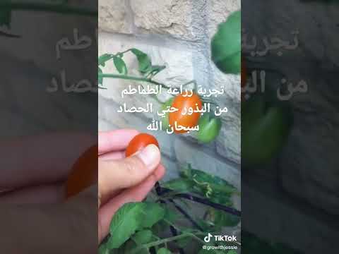 تجربة زراعة الطماطم من البذور حتي الحصاد سبحان الله