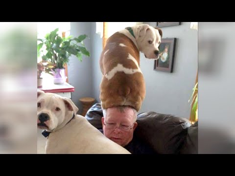 FUNNY DOGS are the best ALARM CLOCKS ?