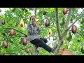 Harvesting Garden Avocado (Persea americana) Goes to market sell | Emma