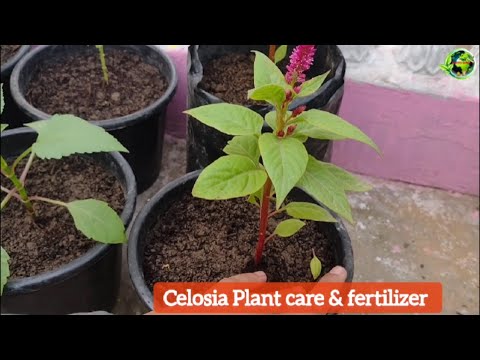 Video: Celosia'm Neden Ölüyor - Bahçede Sık Karşılaşılan Celosia Sorunları