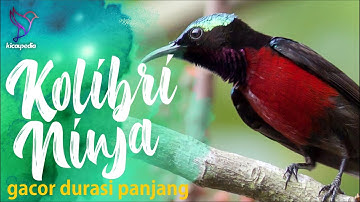 Suara Ocehan Konin Gacor Tajam Ampuh Buat Masteran Kolibri Ninja | Purple-throated sunbird
