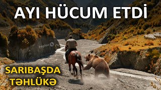 Qaxda Qorxulu Anlar Ayı Kənd Sakininə Hü Etdi Xəstəxanaya Yerləşdirildi