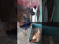 6 April #ytshorts #chicken #new #desi #indian #murgipalan #rooster #bijnor