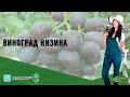 Виноград Низина
