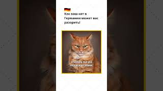 Как ваш кот в Германии может вас разорить?