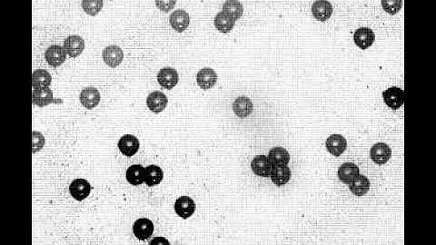 Hydrodynamic Interactions Among Bubbles, Drops, and Particles in Non-Newtonian Liquids: Suppl Vid 4