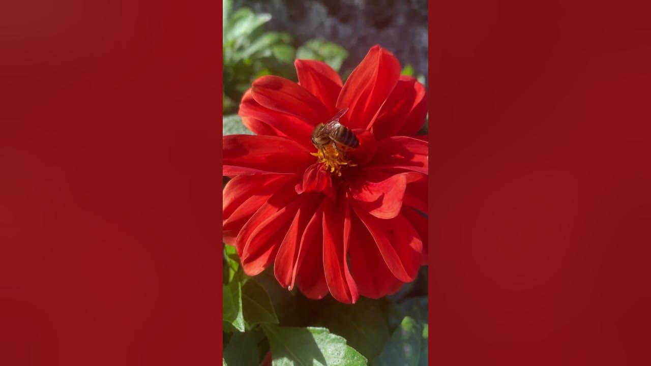 Садовые цветы медоносы Георгины #пасека #пчеловодство #bee - YouTube