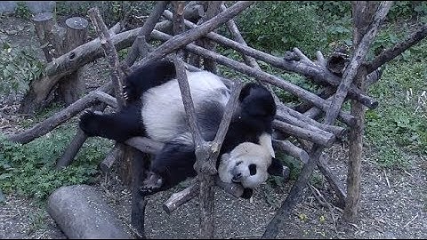 Two Giant Pandas in Good Health, Ready to Leave for Denmark from Southwest China