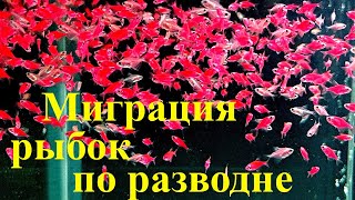 Грандиозный переезд рыбок Пересадка и сортировка рыбы Миниразводня