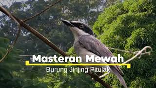 Download Lagu MASTERAN MEWAH - JINJING PITULAK MP3