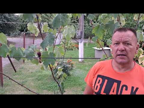 Гібридна форма винограду