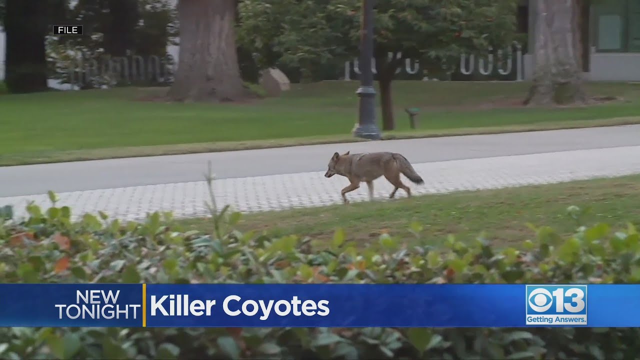 Urban coyotes likely behind mutilated animals in Sacramento