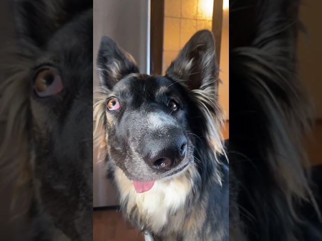 Best Boy Brodie YouTube