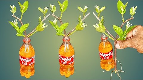 The Easiest Way To Grow Guava Cutting - Coco-cola Experiment