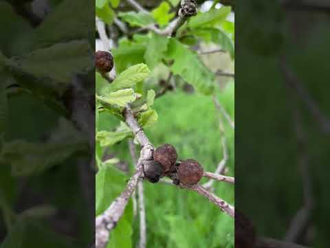 Video: What Are Oak Galls - Lär dig om Oak Apple Gall Treatment