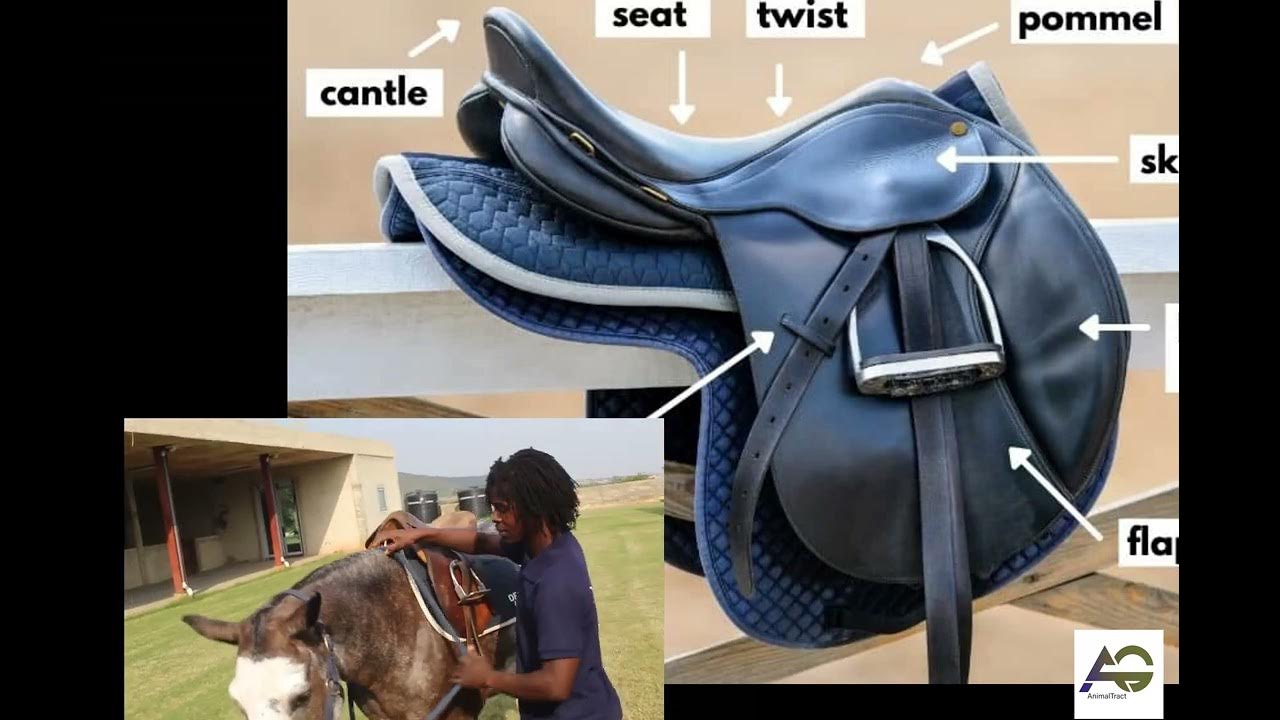 the daily routine of horse riders what is the difference between