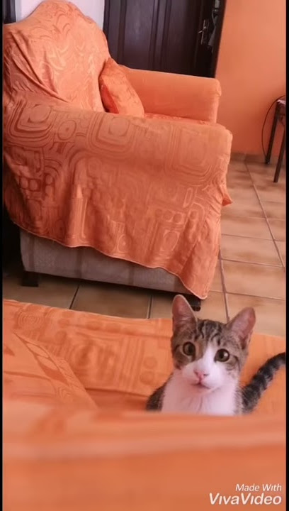 Gato Misterioso _ MILY