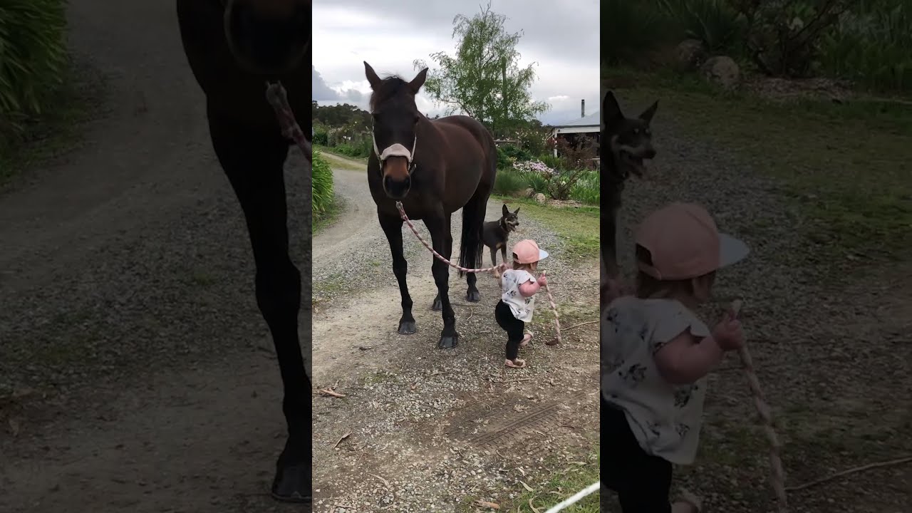 Adorable Little Girl Leads Patient Horse 