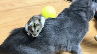 Cat giving  hamster a piggyback ride | Lucky Korat Cat