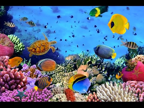 Deniz Akvaryumum ve Rengarenk Tropikal Balıklar