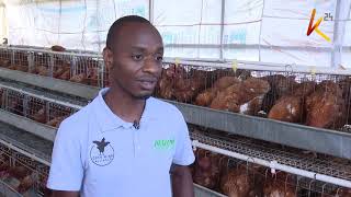 Battery cage poultry housing system.