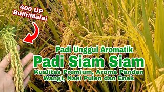 Siam Siam Aromatic Superior Rice, Premium Quality, Pandan Fragrance, Soft and Delicious Rice!! screenshot 3