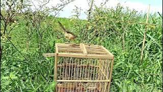 Suara pikat burung prenjak sawah tarung paling ampuh terbaru