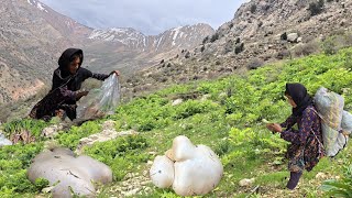 Nomadic life in the Zagros Mountains | Hunting wild plants in the mountains for survival