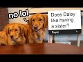 My Dogs Answer Fans Questions!
